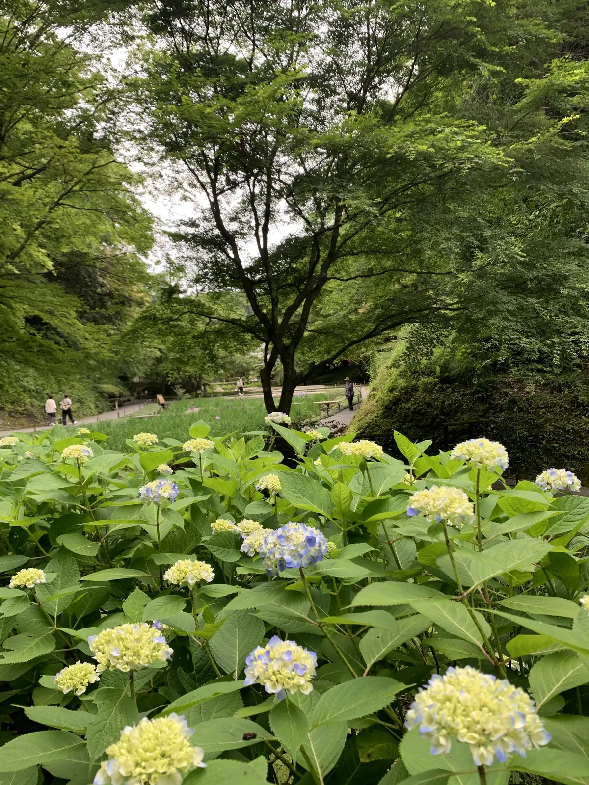 明月院の紫陽花