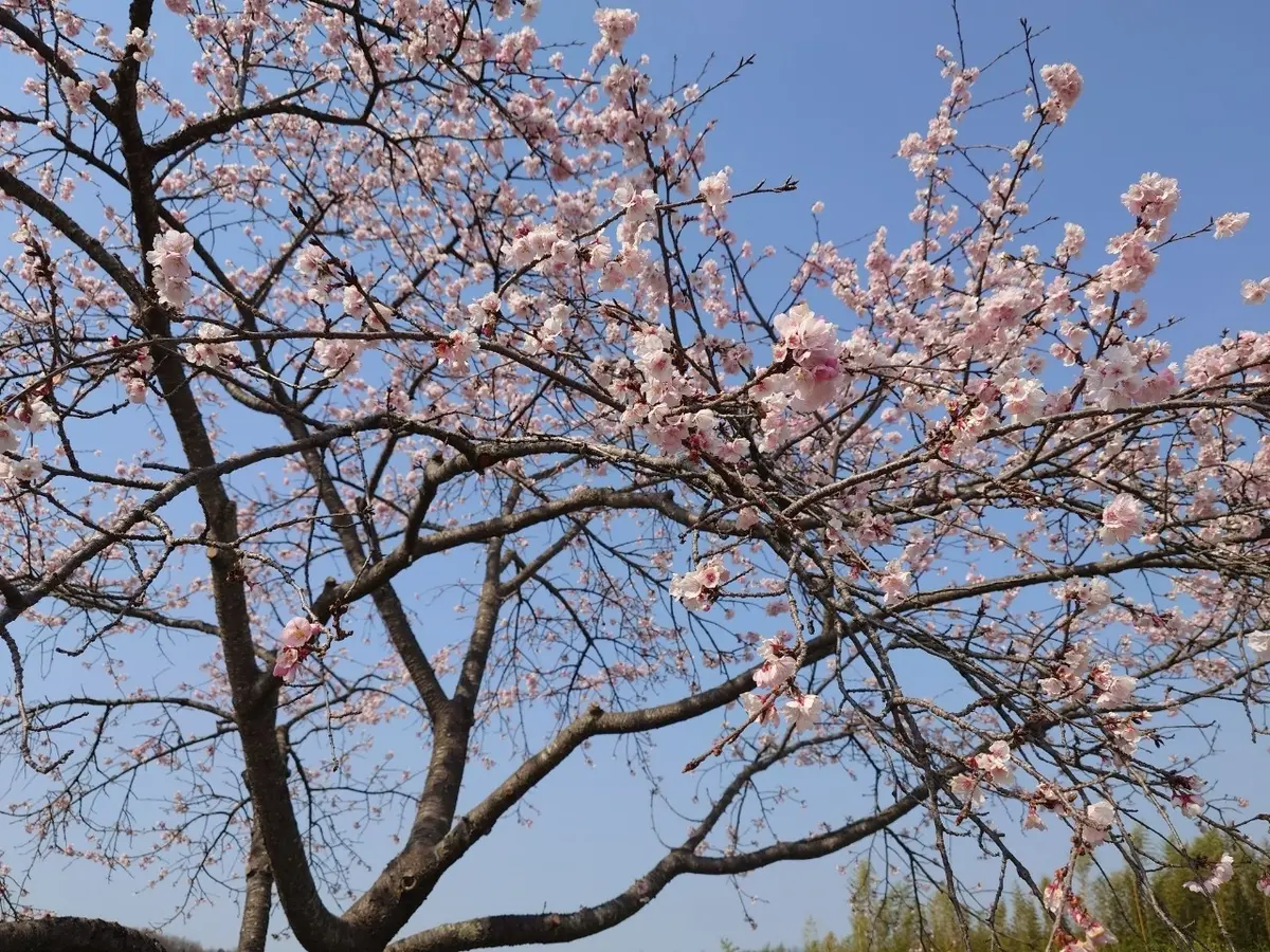 北浅羽桜堤公園
