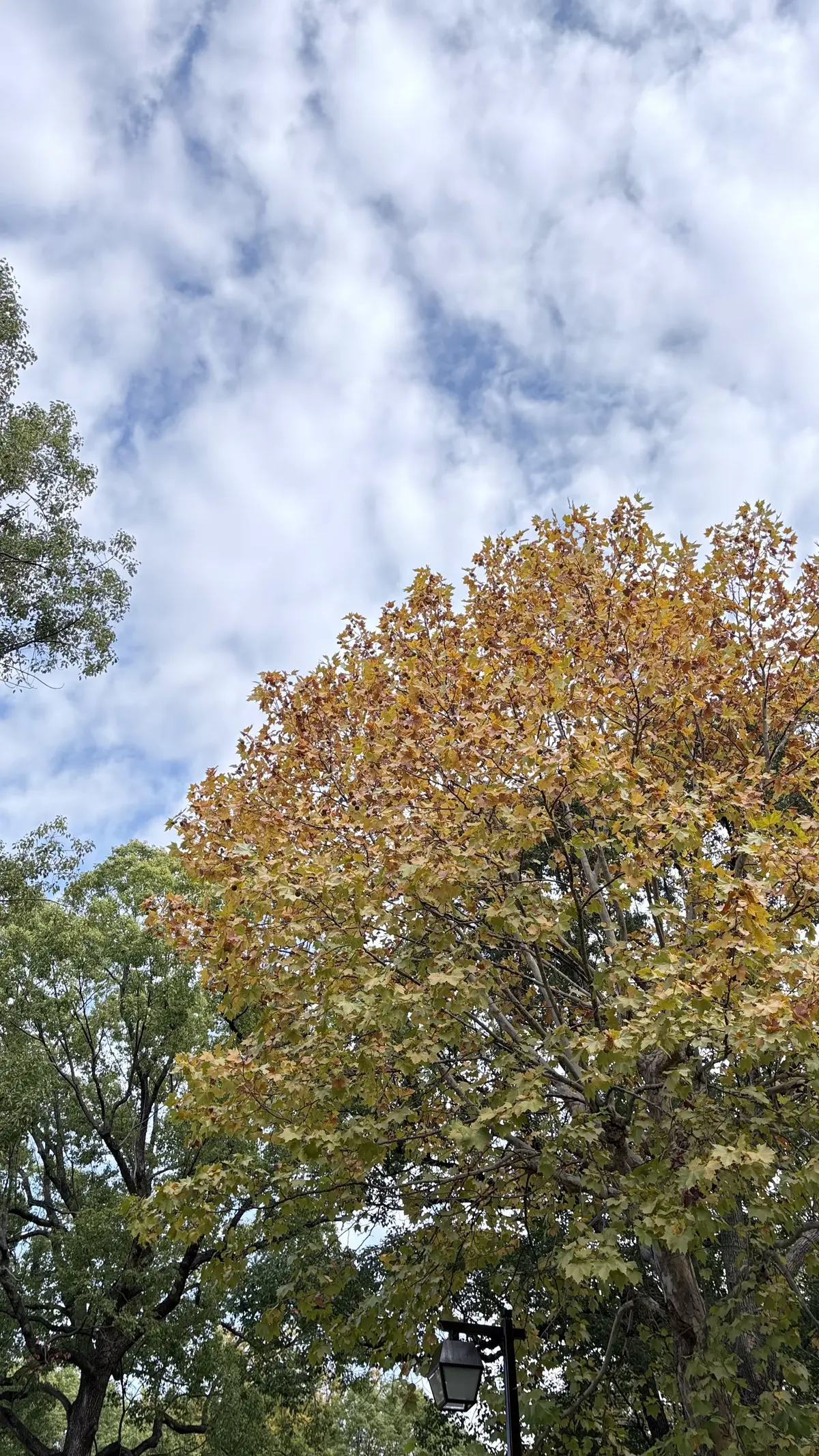 秋の空　紅葉の秋　立冬