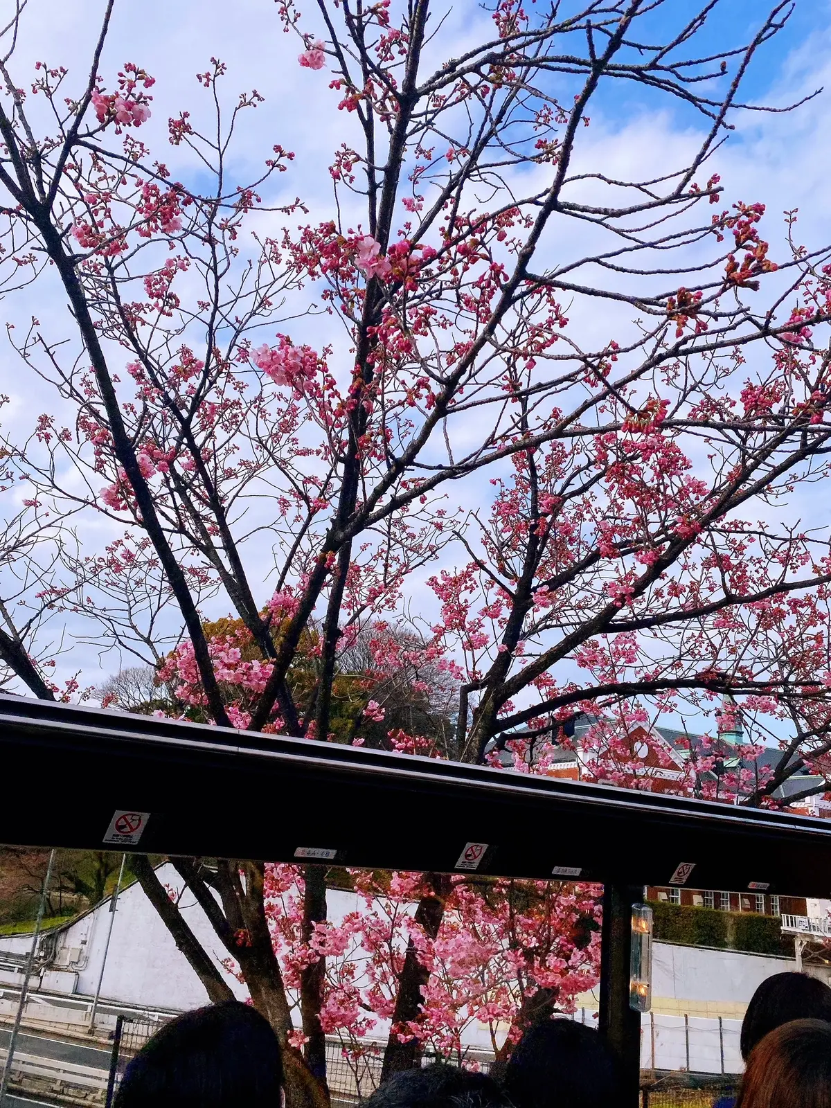 デニムシャツでハトバスに乗ってみました‼の画像_7