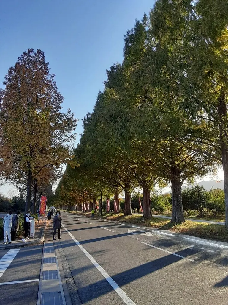 両親と滋賀のマキノ　メタセコイヤ並木にドの画像_1