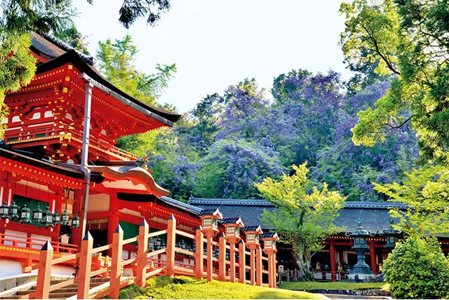 藤の紫と朱色。自然と人が織りなす唯一無二の景色がここに