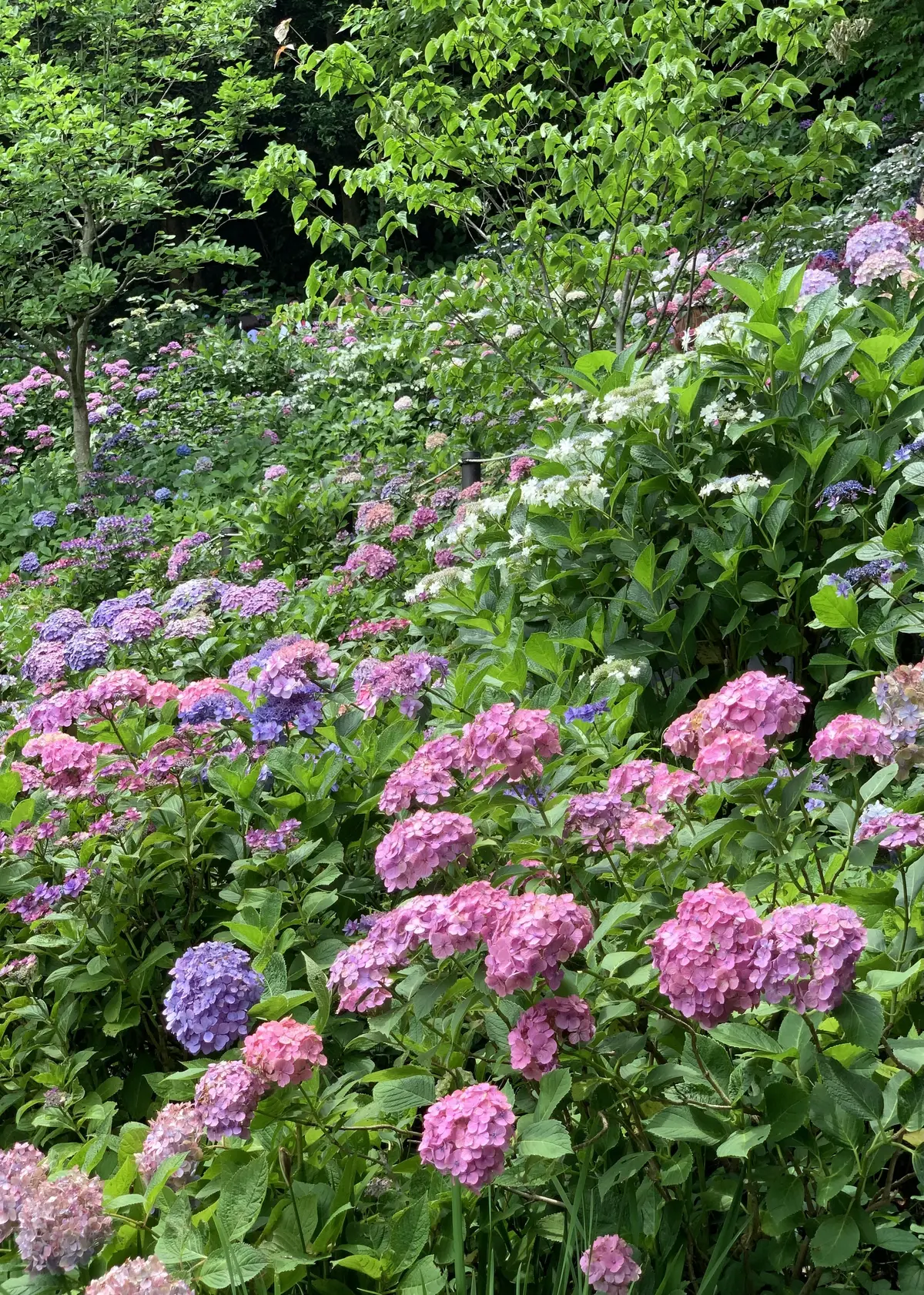 長谷寺　紫陽花　アジサイ　満開