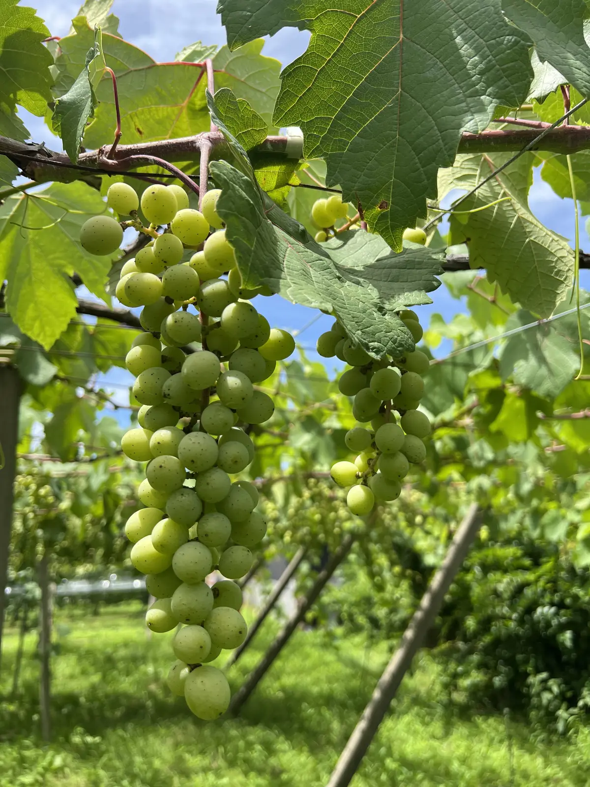 築200年の古民家カフェでピザランチと甲の画像_9