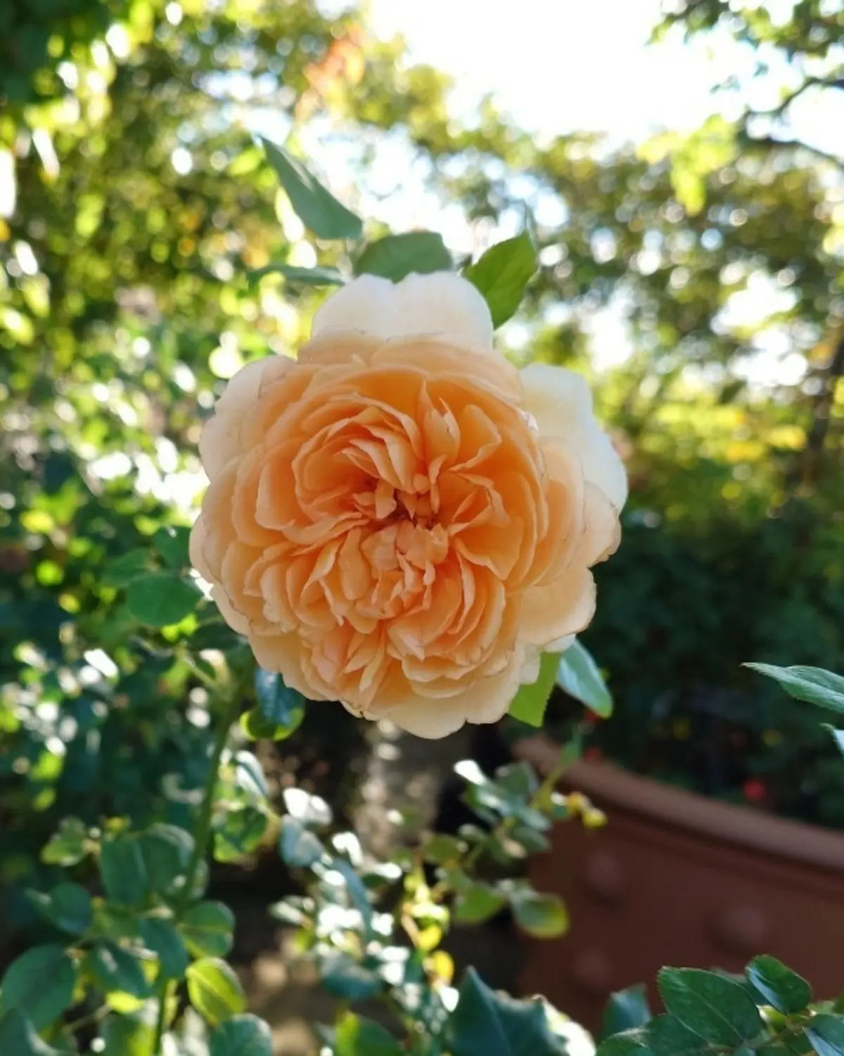 横浜イングリッシュガーデンのクリスマス・ディスプレイ