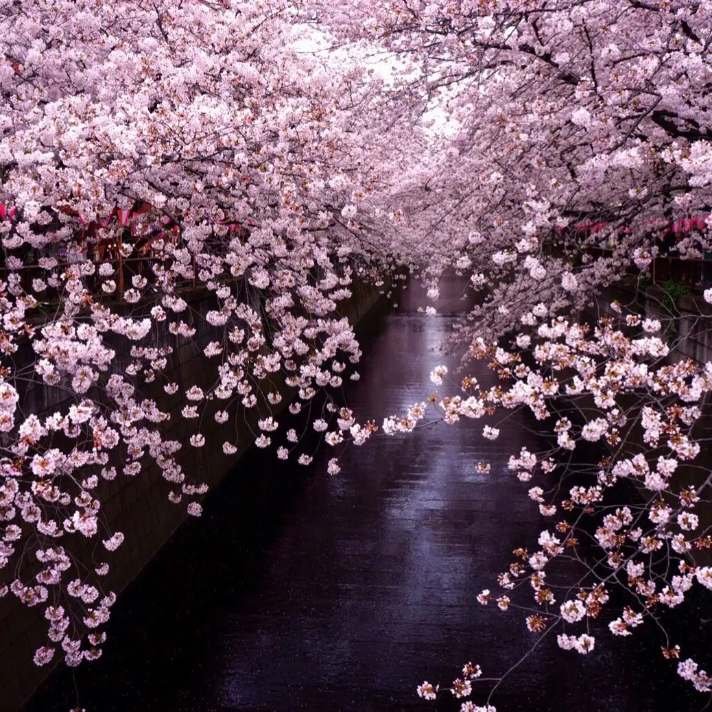 お花見と絶景こだわりランチの画像_2