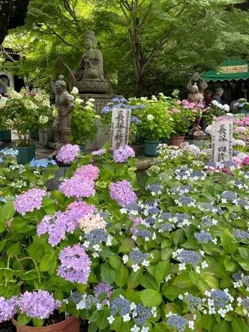 リアルタイムでお伝えする、鎌倉長谷寺あじの画像_3