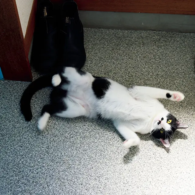 ❺取材班 に慣れてくると、おなかを見せるサービス精神も 発揮。ふだんは割とおとなしく、シャイな性格な のだとか