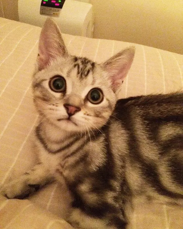 生後3ヶ月、ヤンチャ顔のアランの画像_1