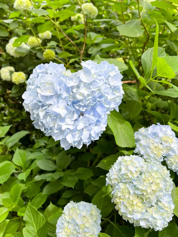 【鎌倉あじさい】明月院 &あじさいアフタの画像_3