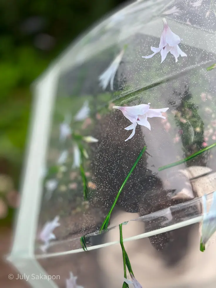 雨のバラ園へ行ってみた@横浜イングリッシの画像_17