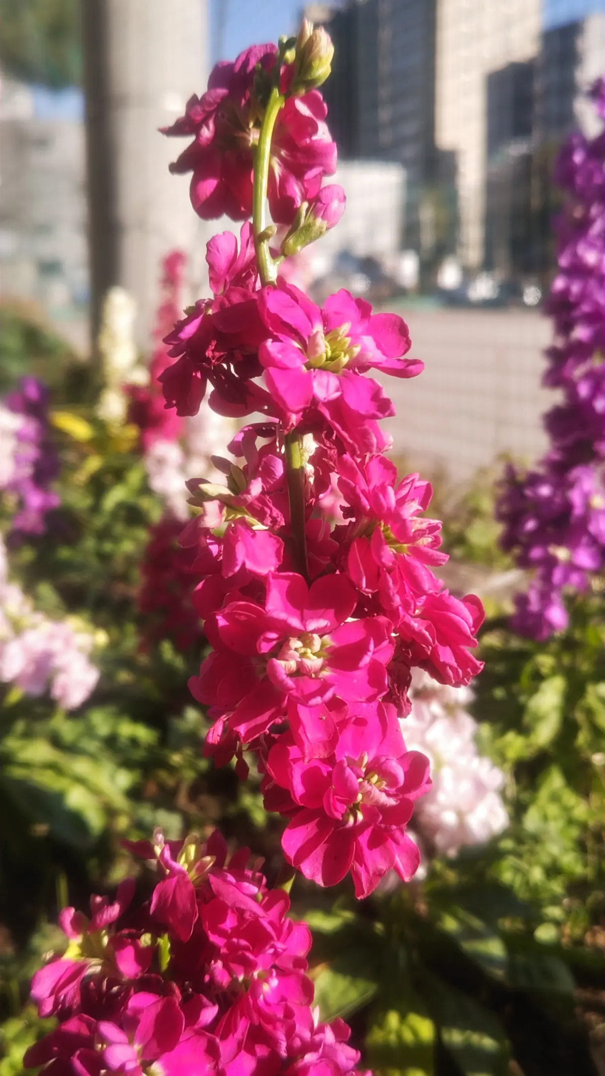 50代主婦【卒業式GUスーツ着回しコーデの画像_7