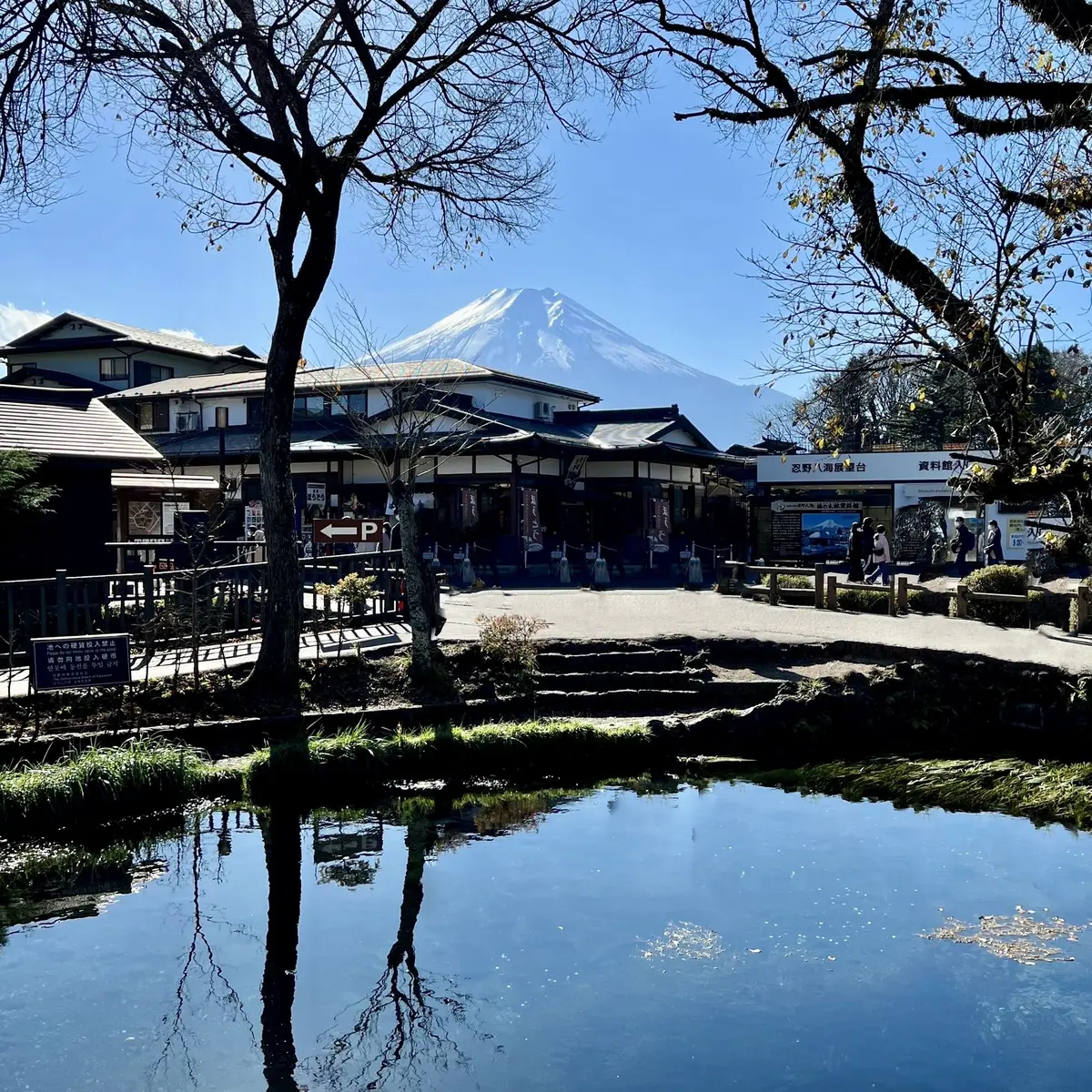 忍野八海　湧池