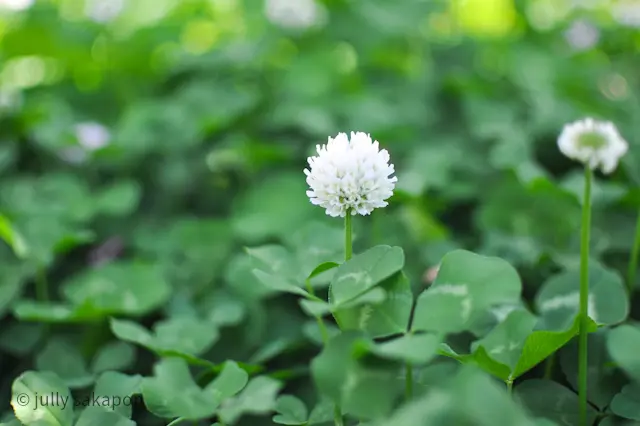 【番外編】初夏イングリッシュガーデンの画像_6