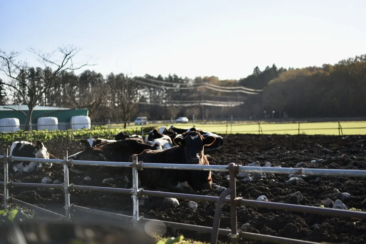 那須高原を東奔西走とおまけに仙台への画像_38