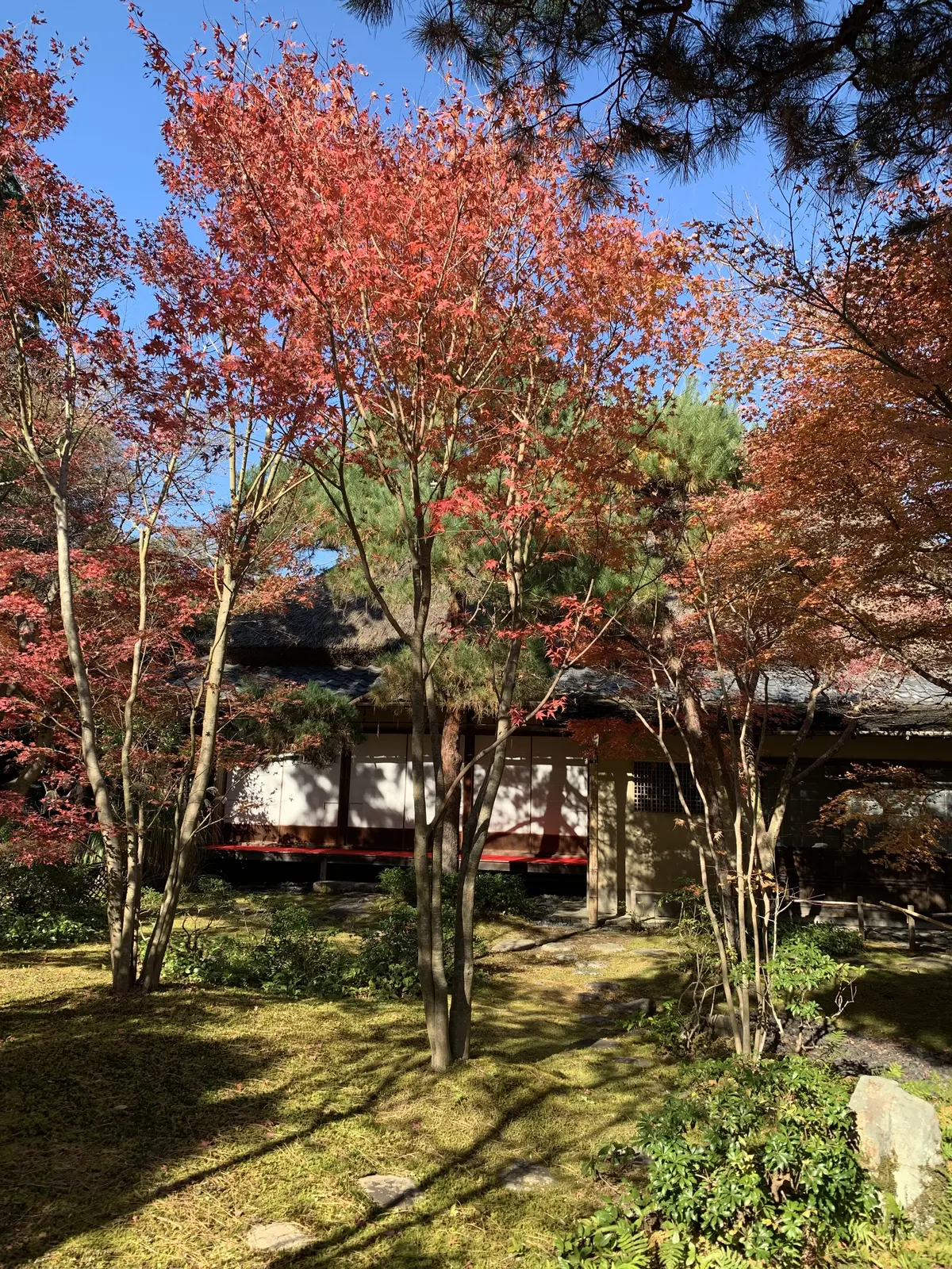 【鎌倉の紅葉】一条恵観山荘の紅葉　鎌倉紅の画像_17
