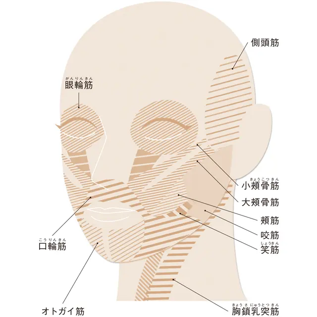 ボイトレで使う表情筋