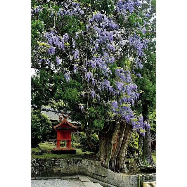 境内の大木にからまる藤。蛇のような力強い 幹はひとつとして同じものはなく、印象深い