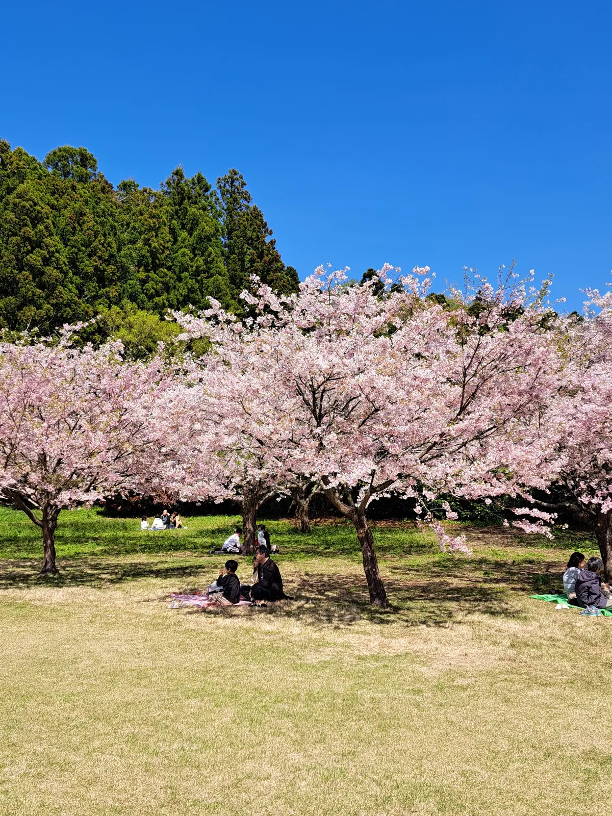 私にとって唯一無二の場所 DIC川村記念の画像_13