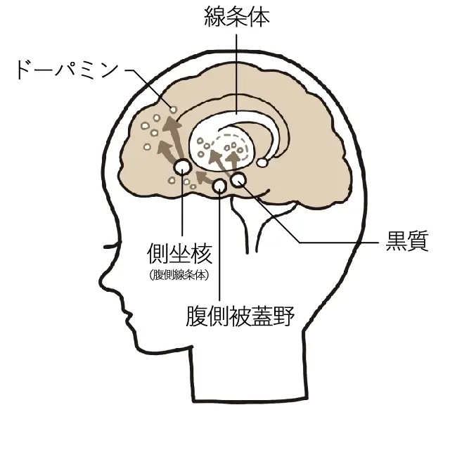 やる気の最強スイッチは脳の奥にあります やる気モードのカギは「線条体」