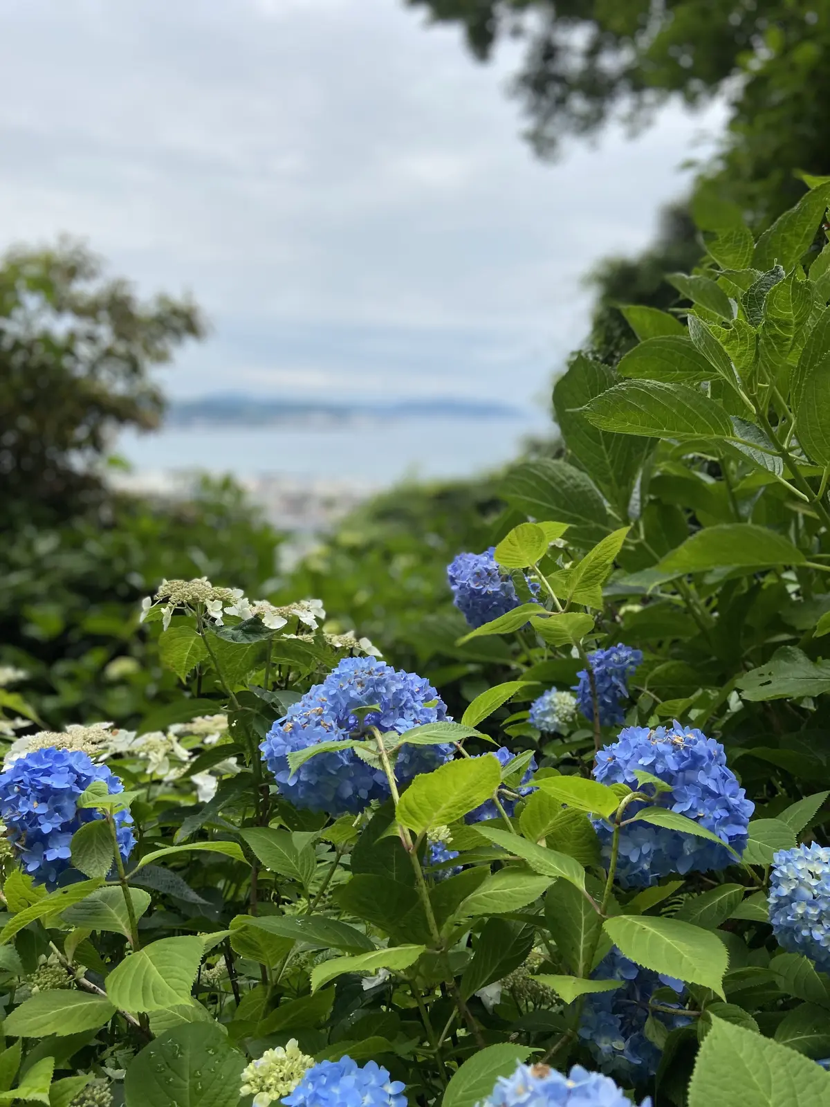 初夏の鎌倉散策♬の画像_9