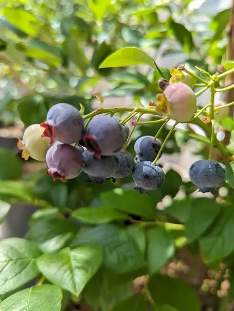 家庭菜園の野菜＆ブルーベリー収穫ですの画像_9