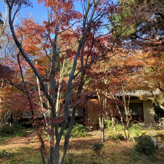 鎌倉穴場の紅葉スポットの画像_4