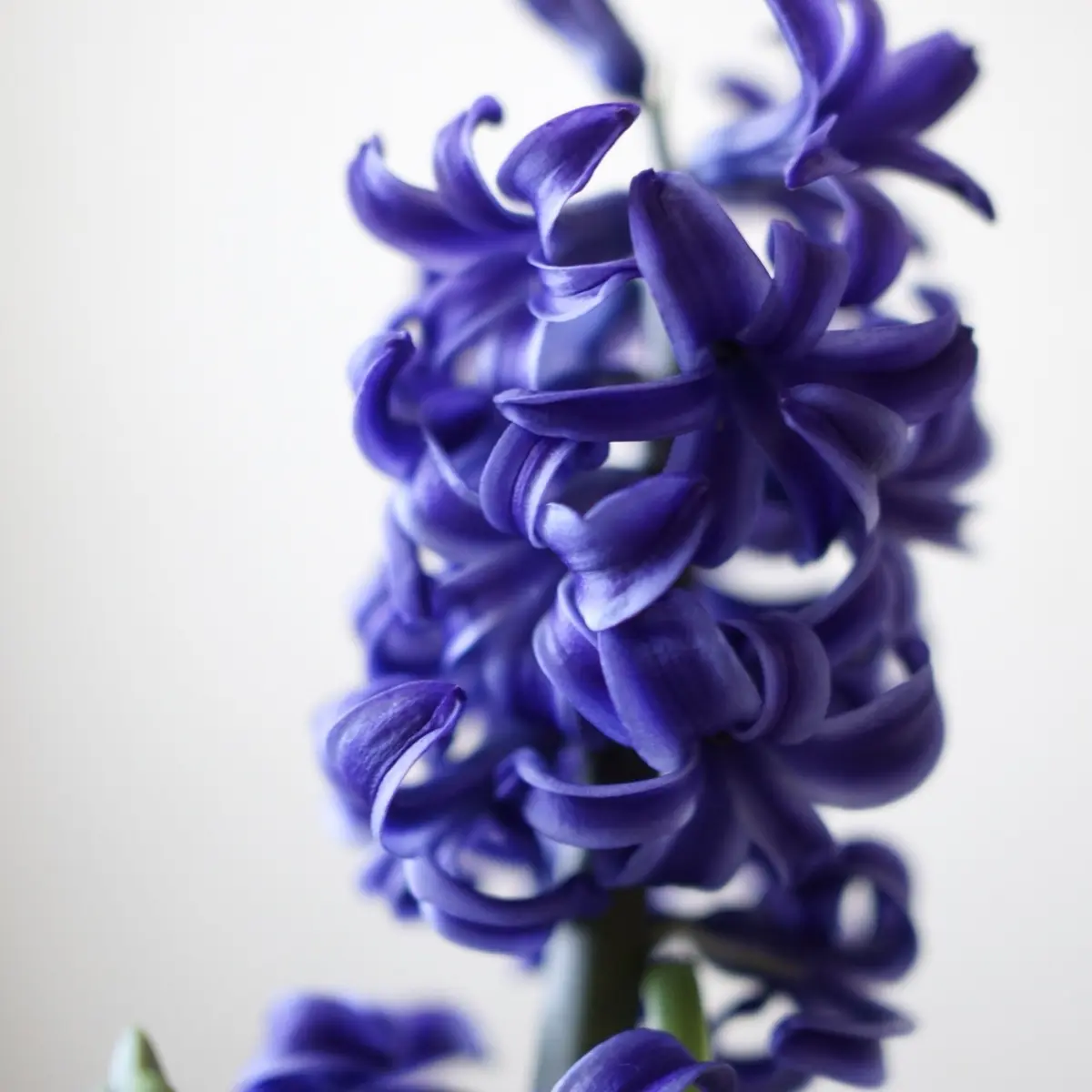 ヒヤシンス　青