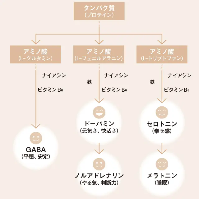 脳のエネルギーはタンパク質でできている