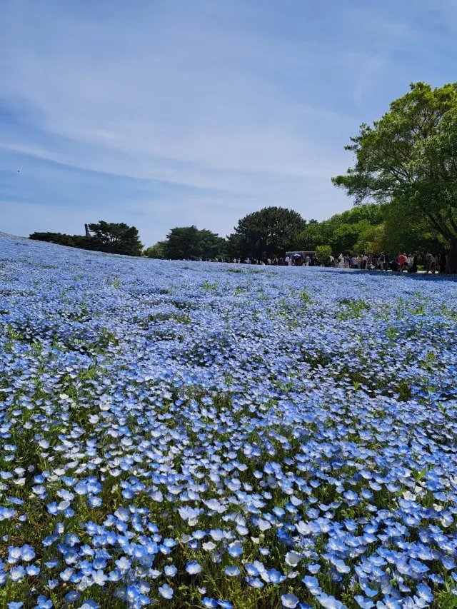 一度は見たい絶景～ひたち海浜公園のネモフの画像_7