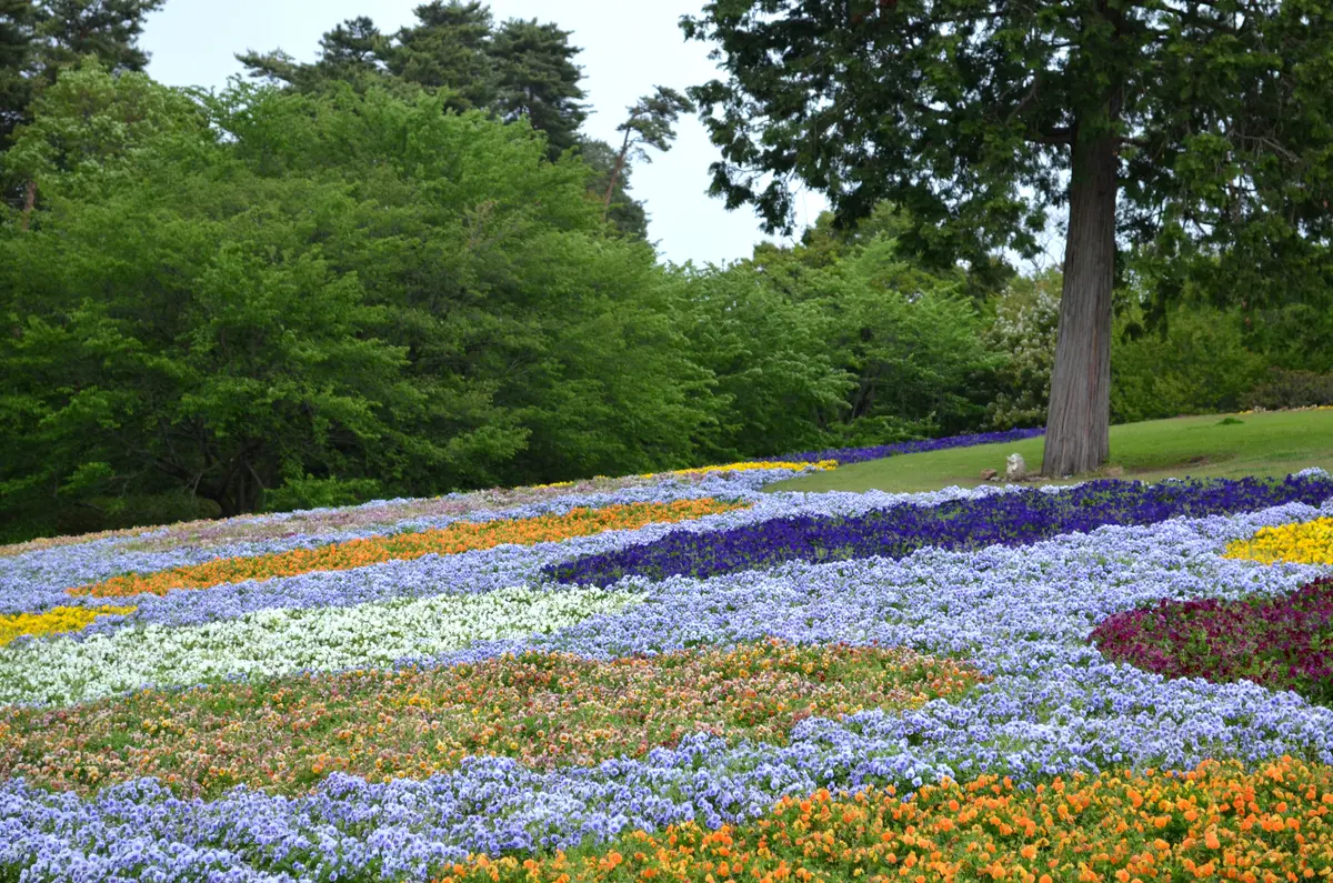 花よりお金？！（金持神社vsとっとり花回の画像_10