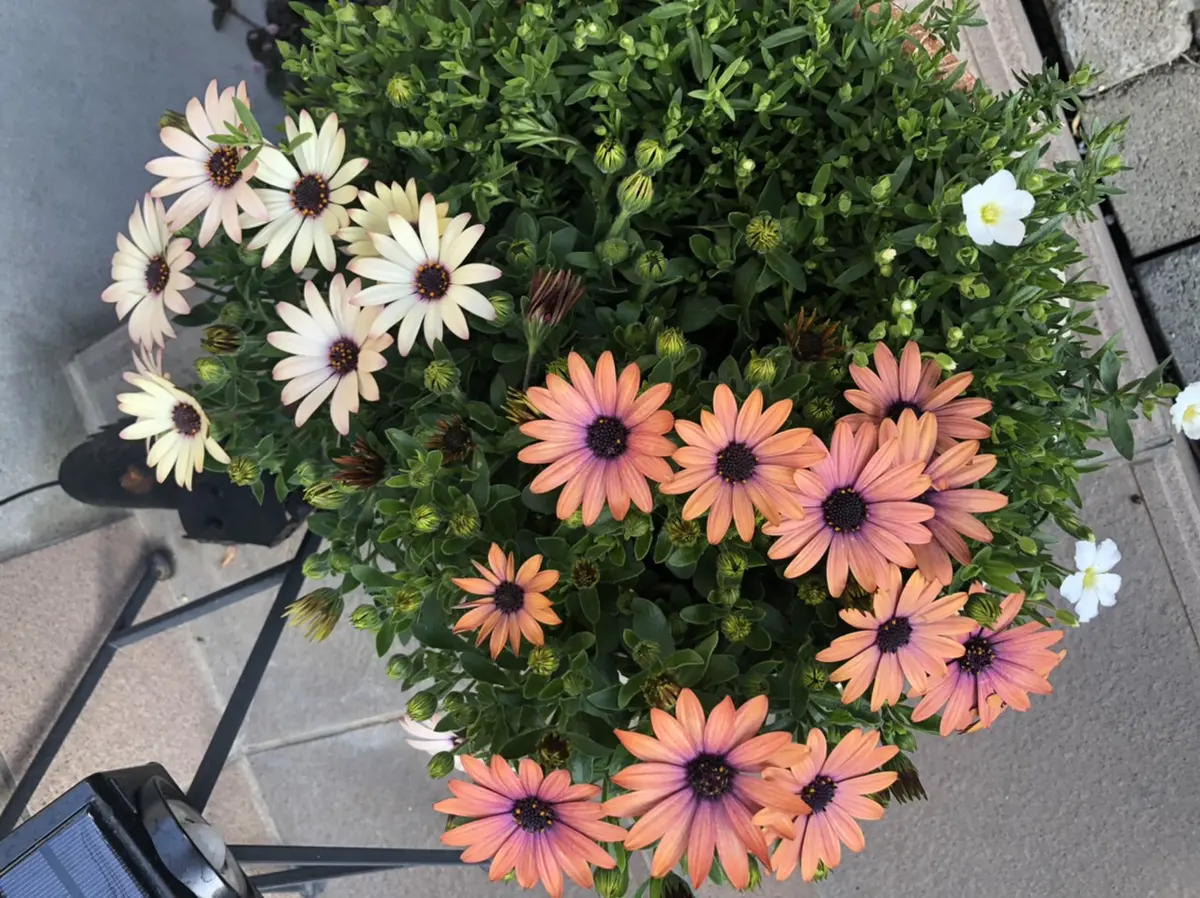 オステオスペルマム