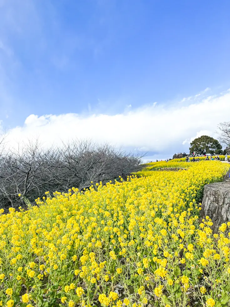 【さかぽんの冒険】菜の花を目指して☆@吾の画像_8