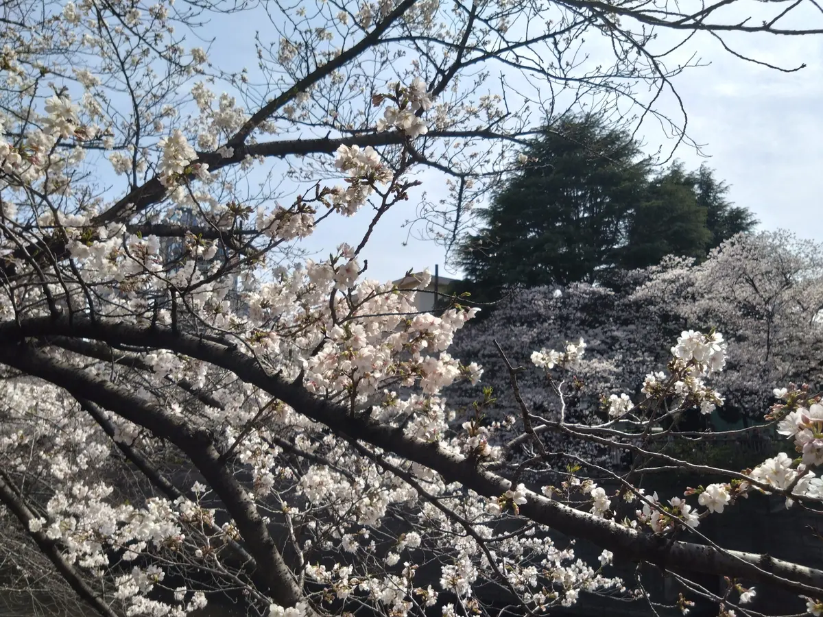 桜