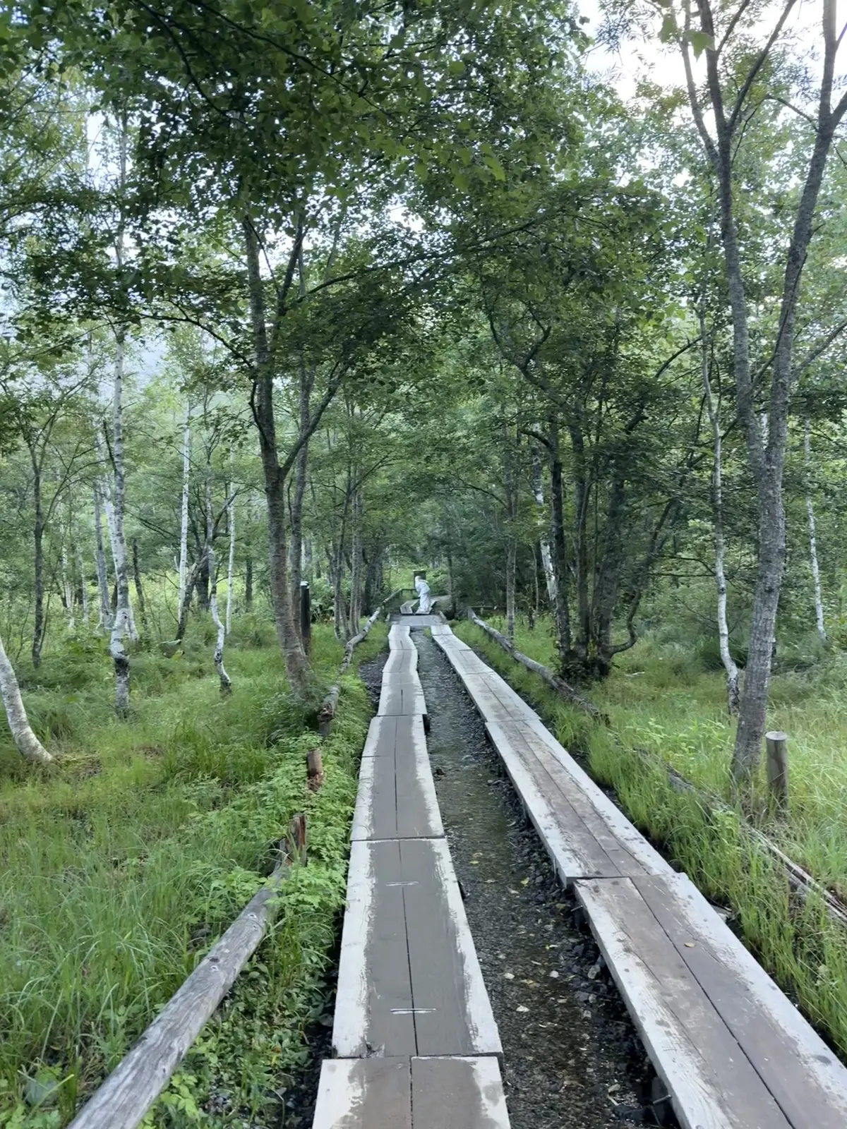 長野　上高地　大正池　河童橋　観光　バス　湿地帯　明神池　イワナ料理　トレッキング　登山