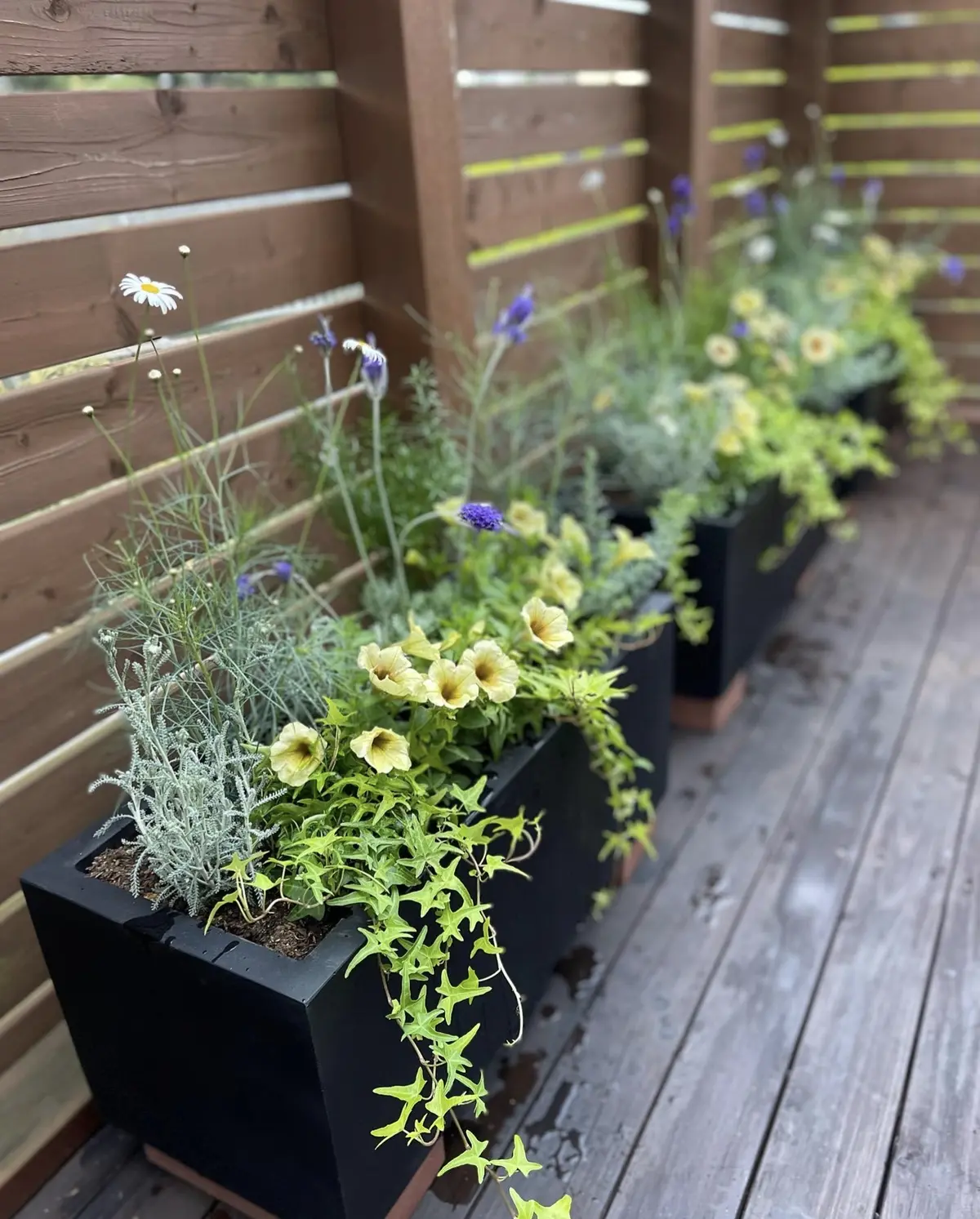 ベランダグリーンをアップデートの画像_1