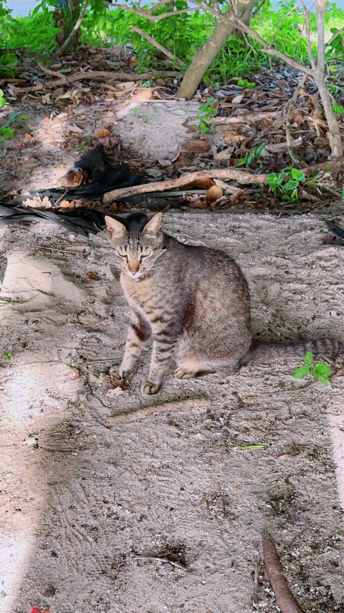 沖縄恩納村の猫