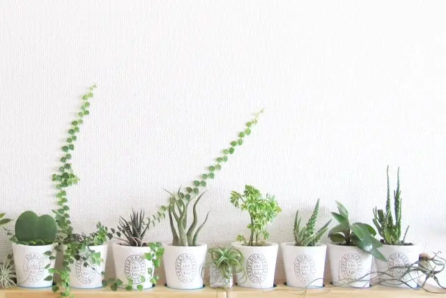 植物のある暮らし。Jマダムは断然〇〇派！の画像_1