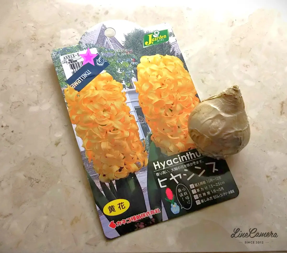 ヒヤシンス　水耕栽培