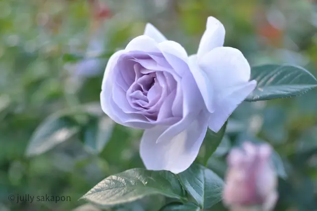 【番外編】東京ジャーミイで異文化体験@代の画像_7