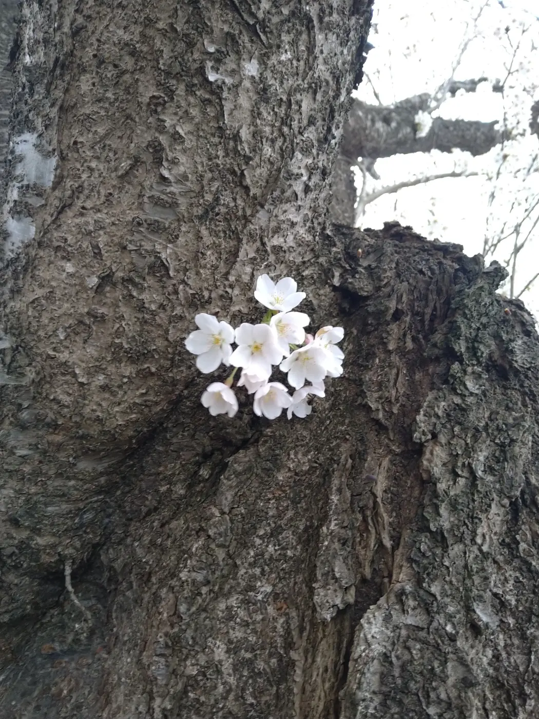 遅ればせながら、北国の桜が満開です。の画像_5