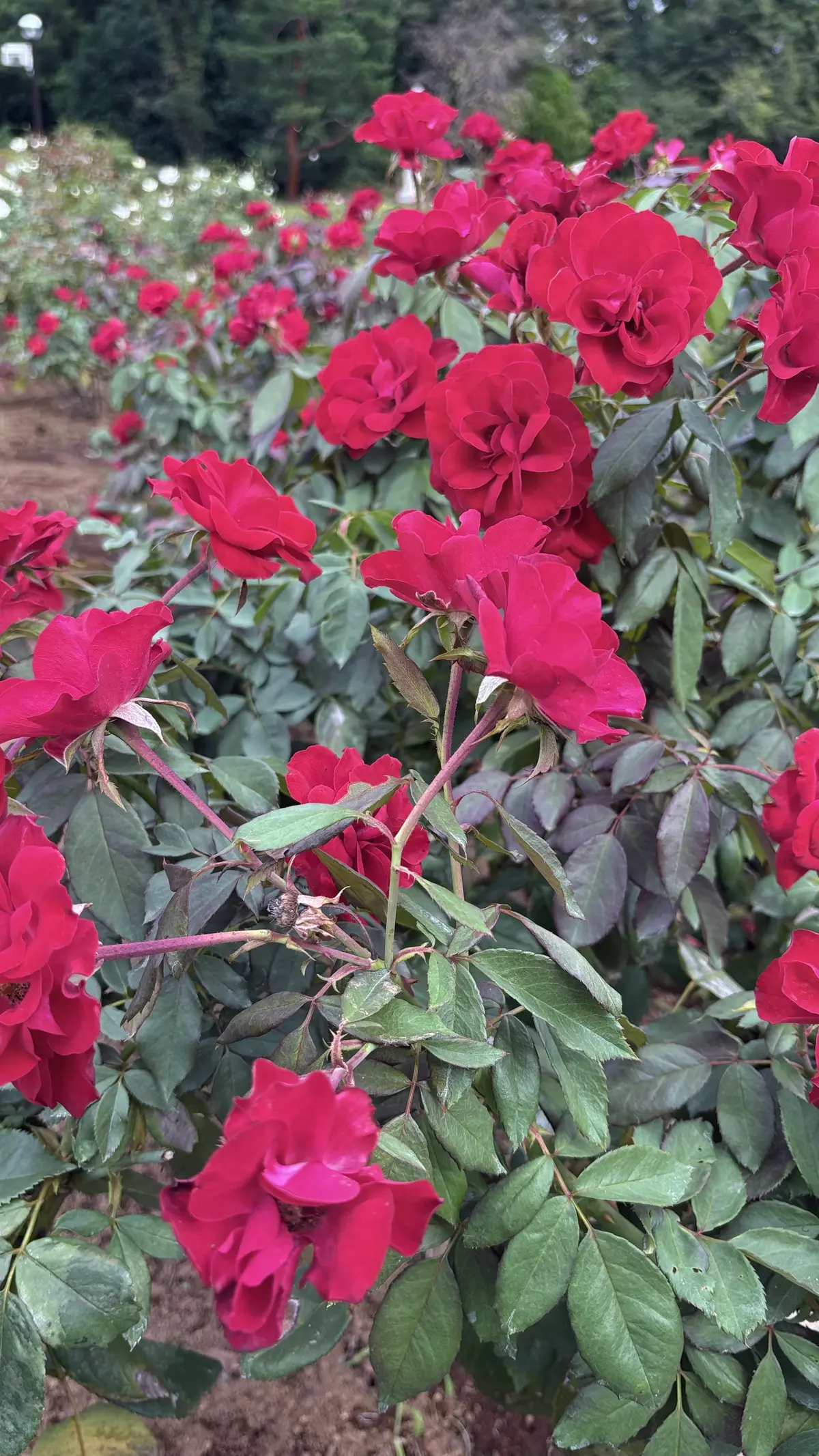神代植物公園　バラ園　赤　レッド