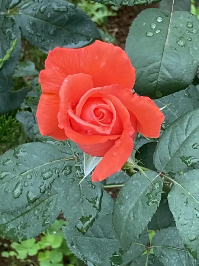 春バラの二番花が見頃の旧古河庭園の画像_3