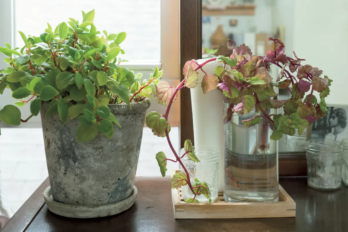 赤い葉や茎のものを入れると