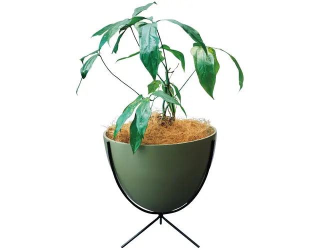 アンスリウムカリブレイリー￥16,500、脚つき鉢￥22,220