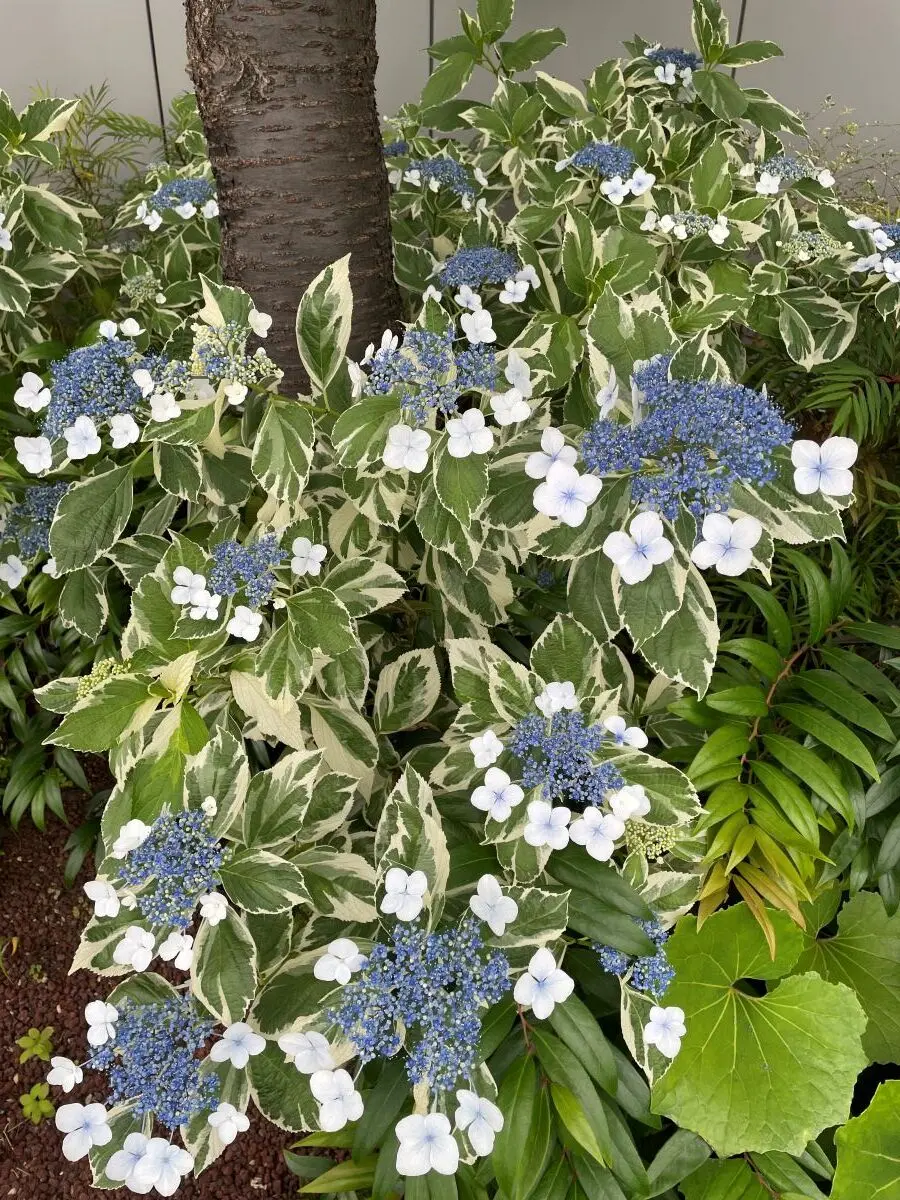 GINZA SIXの紫陽花