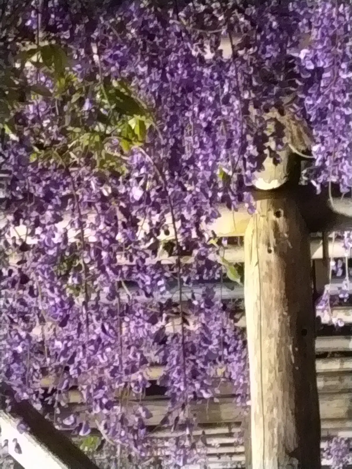 亀戸天神社　藤まつり