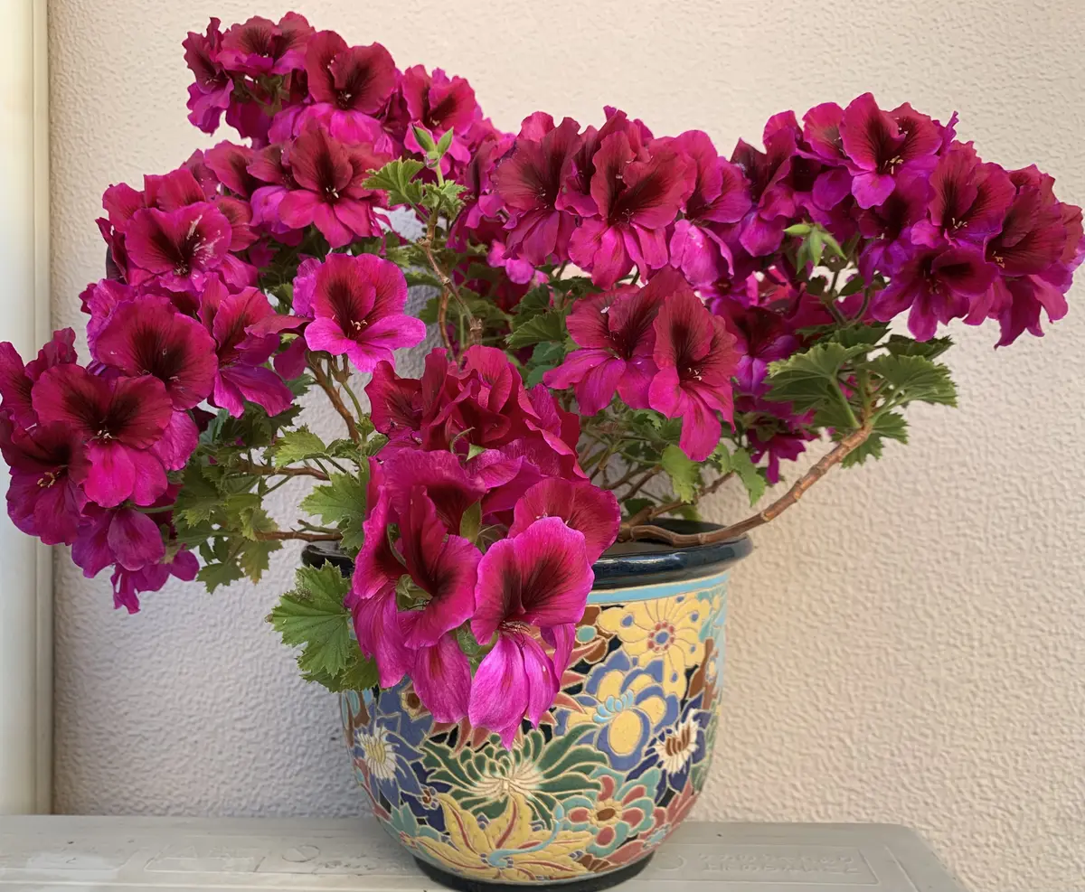 華やかなバーガンディに気分が上がりますの画像_1