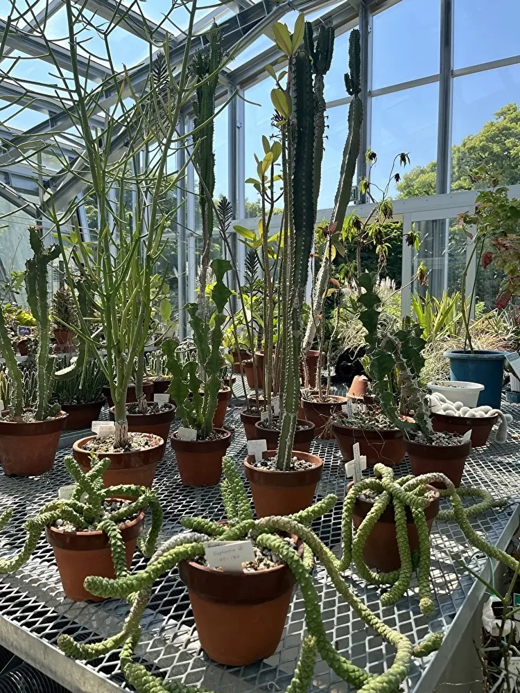 新緑の小石川植物園への画像_7