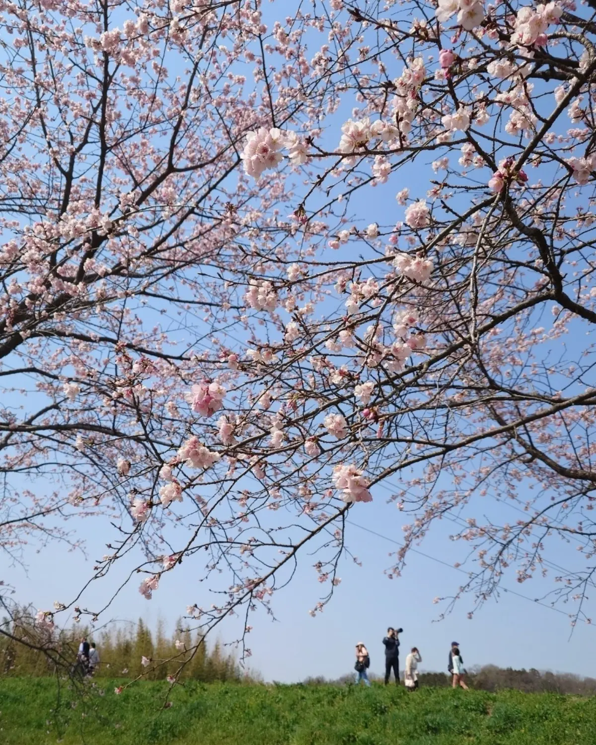 北浅羽桜堤公園